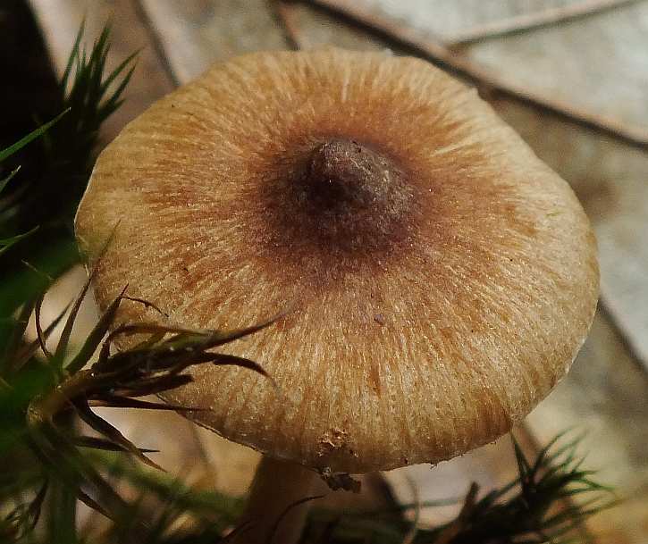 Inocybe 3