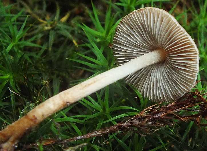 Inocybe 4