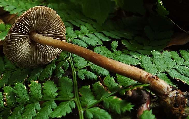 Inocybe 3