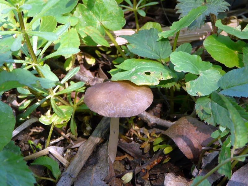 Psathyrella sp.