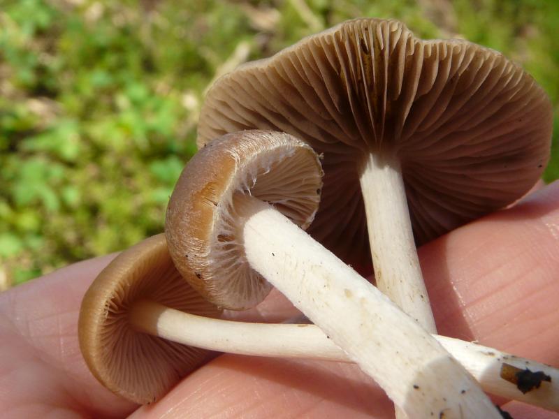 Psathyrella sp.