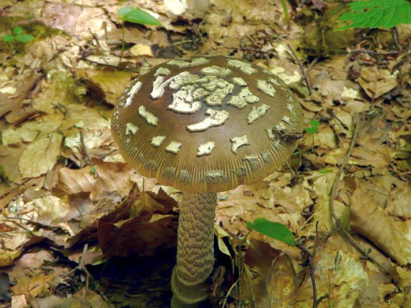 Amanita sp.