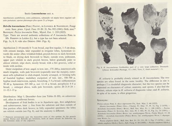 Dissing H., The Genus Helvella in Europe, Kobenhavn 1966
