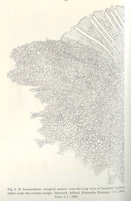 Dissing H., The Genus Helvella in Europe, Kobenhavn 1966