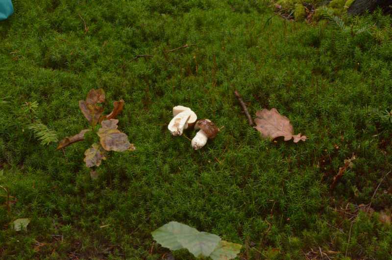 Russula