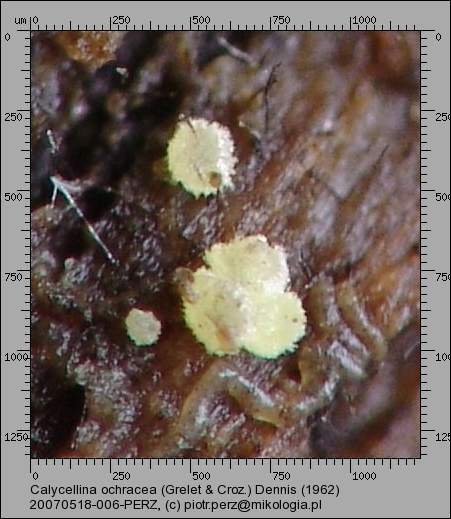 1 20070518-006 Calycellina ochracea (Grelet & Croz.) Dennis (1962)