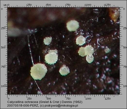 3 20070518-006 Calycellina ochracea (Grelet & Croz.) Dennis (1962)