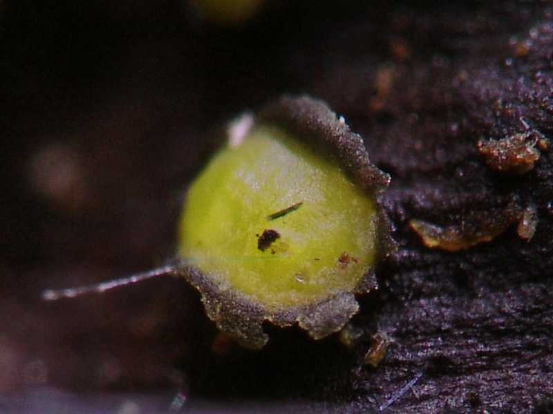 2  Acarosporium sp., anamorph of Pycnopeziza