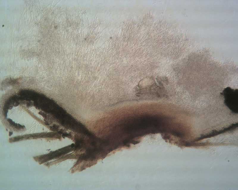 3  Acarosporium sp., anamorph of Pycnopeziza