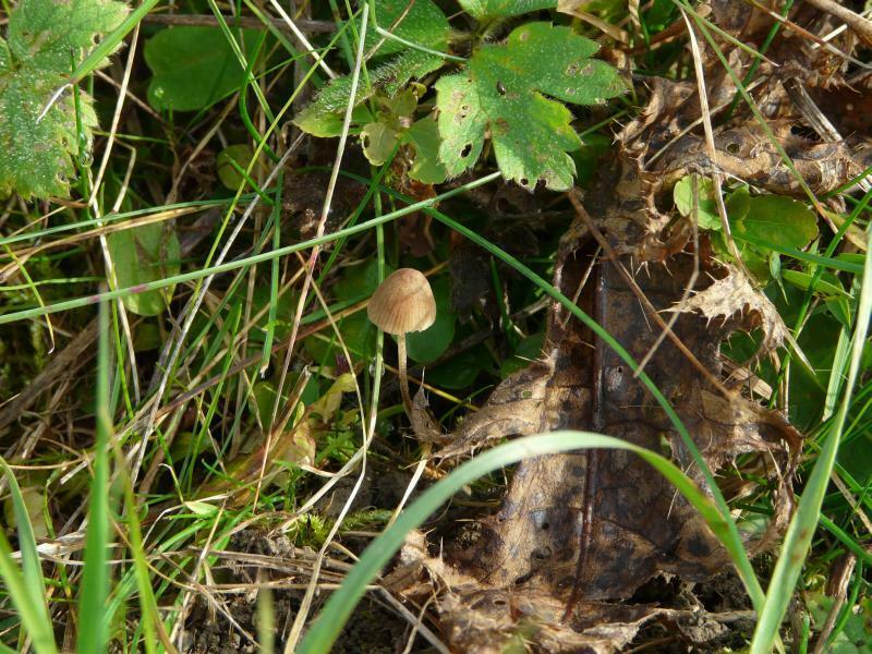 Conocybe sp.