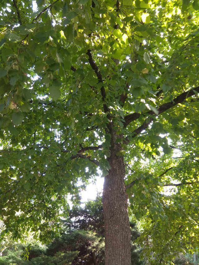 Drzewo "leszczynowe1"