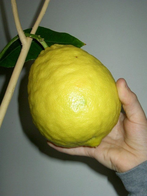 cytryna skierniewicka (owoc)