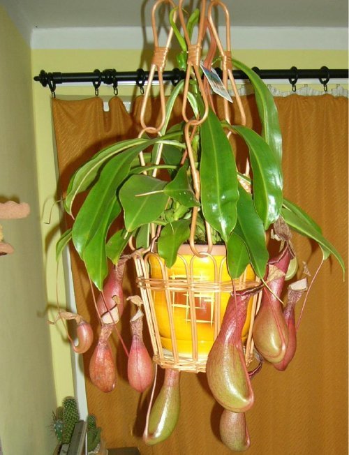 Nepenthes 'x Ventrata'