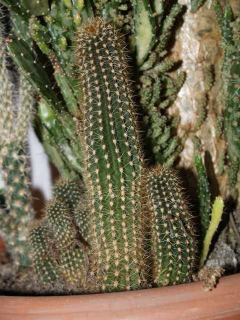 kaktus_1