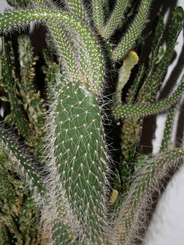 kaktus_3