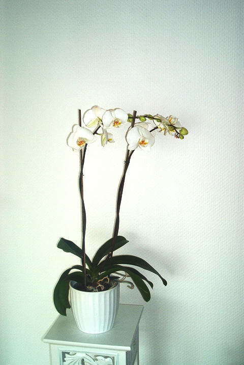 pfalenopsis bialy