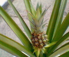Mj ananas