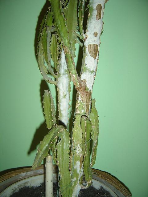 Euphorbia foto