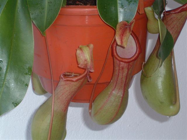 Nepenthes Alata kielichy