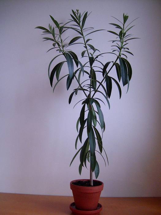 Oleander1