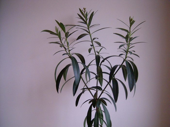 Oleander2