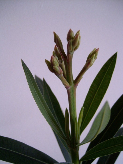 oleander4