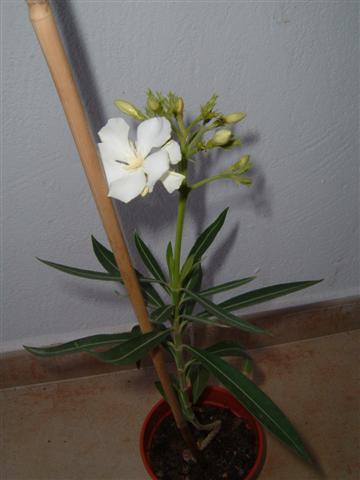 oleander bia&#179;y