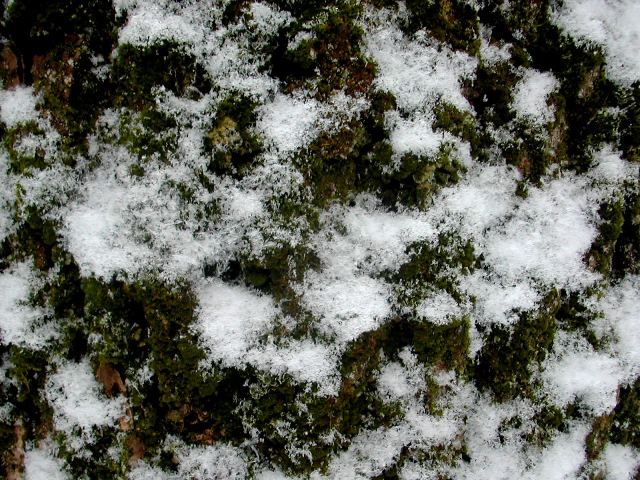 Obraz zimy 2