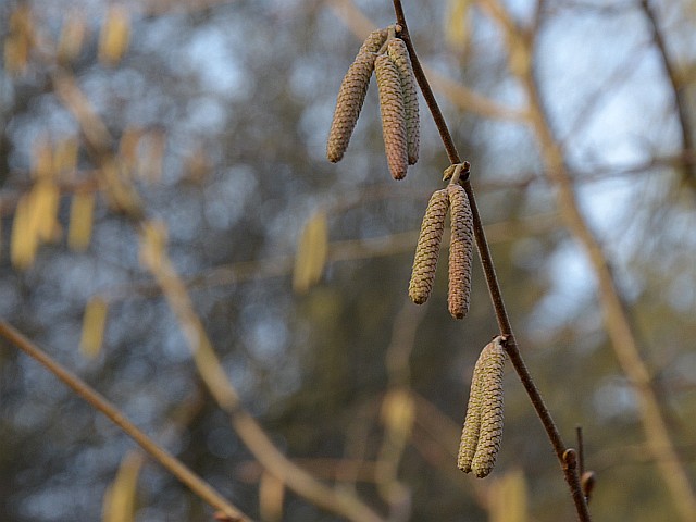 topazzz wiosna (marzec)Corylus avellana 1