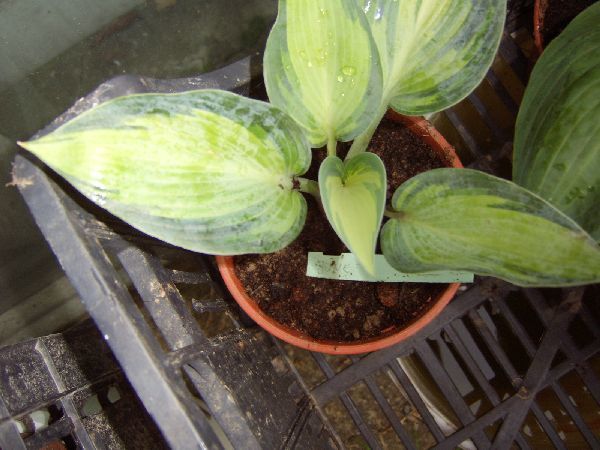 hosta_june