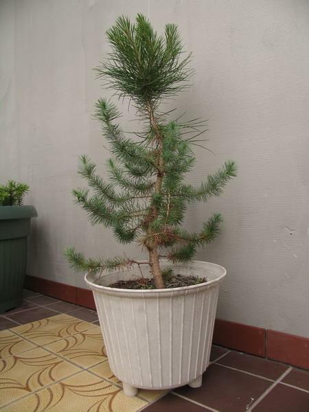 Sosna pinia - Pinus pinea - 02