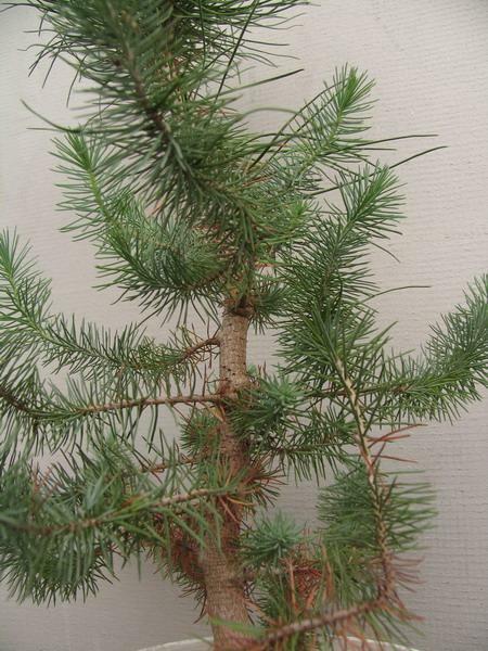 Sosna pinia - Pinus pinea - 03
