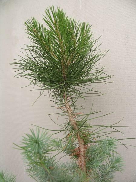 Sosna pinia - Pinus pinea - 04