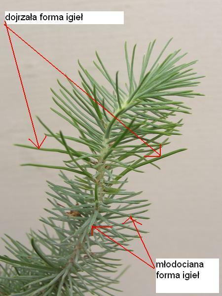 Sosna pinia - Pinus pinea - 05