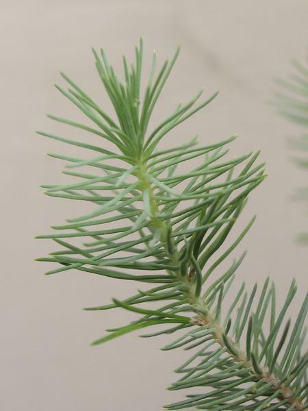 Sosna pinia - Pinus pinea - 06