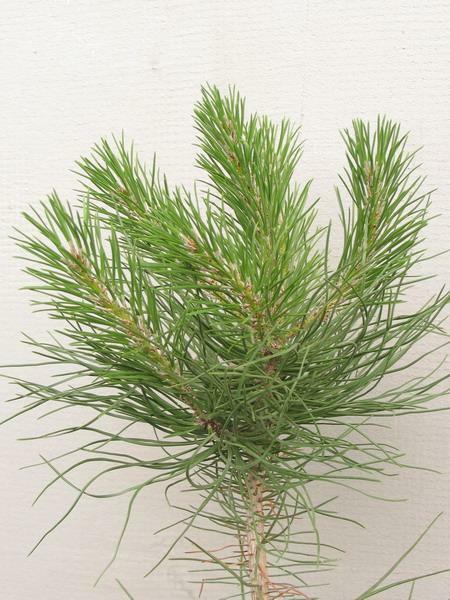 Sosna pinia - Pinus pinea - 07