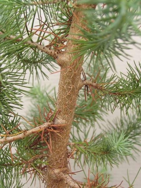 Sosna pinia - Pinus pinea - 08