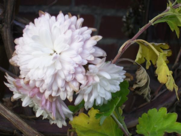 kwiatek1