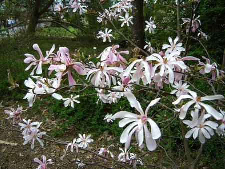 001  Magnolia gwia&#159;dzista (Magnolia stellata var. rosea)