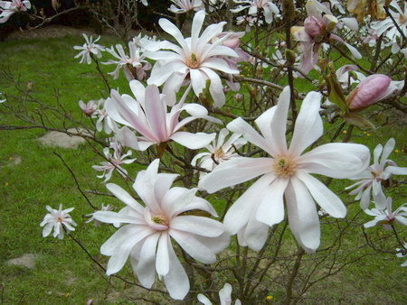 002  Magnolia gwia&#159;dzista (Magnolia stellata var. rosea)