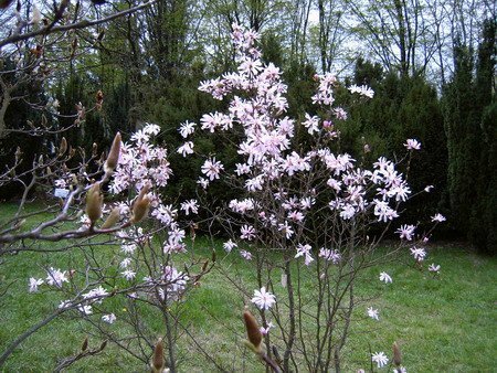 003  Magnolia gwia&#159;dzista (Magnolia stellata var. rosea)