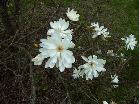 004  Magnolia gwia&#159;dzista (Magnolia stellata)