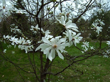 005  Magnolia gwia&#159;dzista (Magnolia stellata)