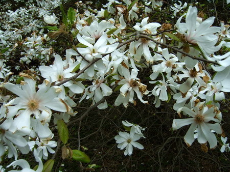 006  Magnolia gwia&#159;dzista (Magnolia stellata)