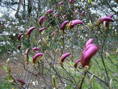 007  Magnolia liliflora 'Susan'