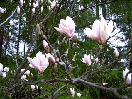008 Magnolia x soulangeana 'Speciosa'