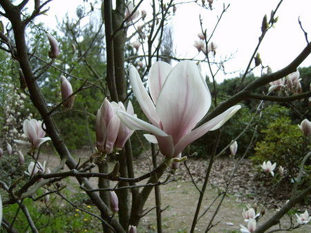 009 Magnolia x soulangeana 'Speciosa'