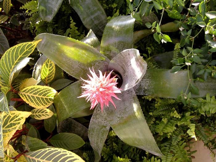 roslinka z kolczastym kwiatem