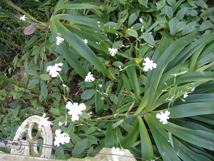 roslinka  z kwiatem symetira 3