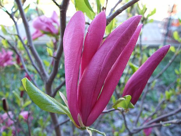 magnolia Susan 3